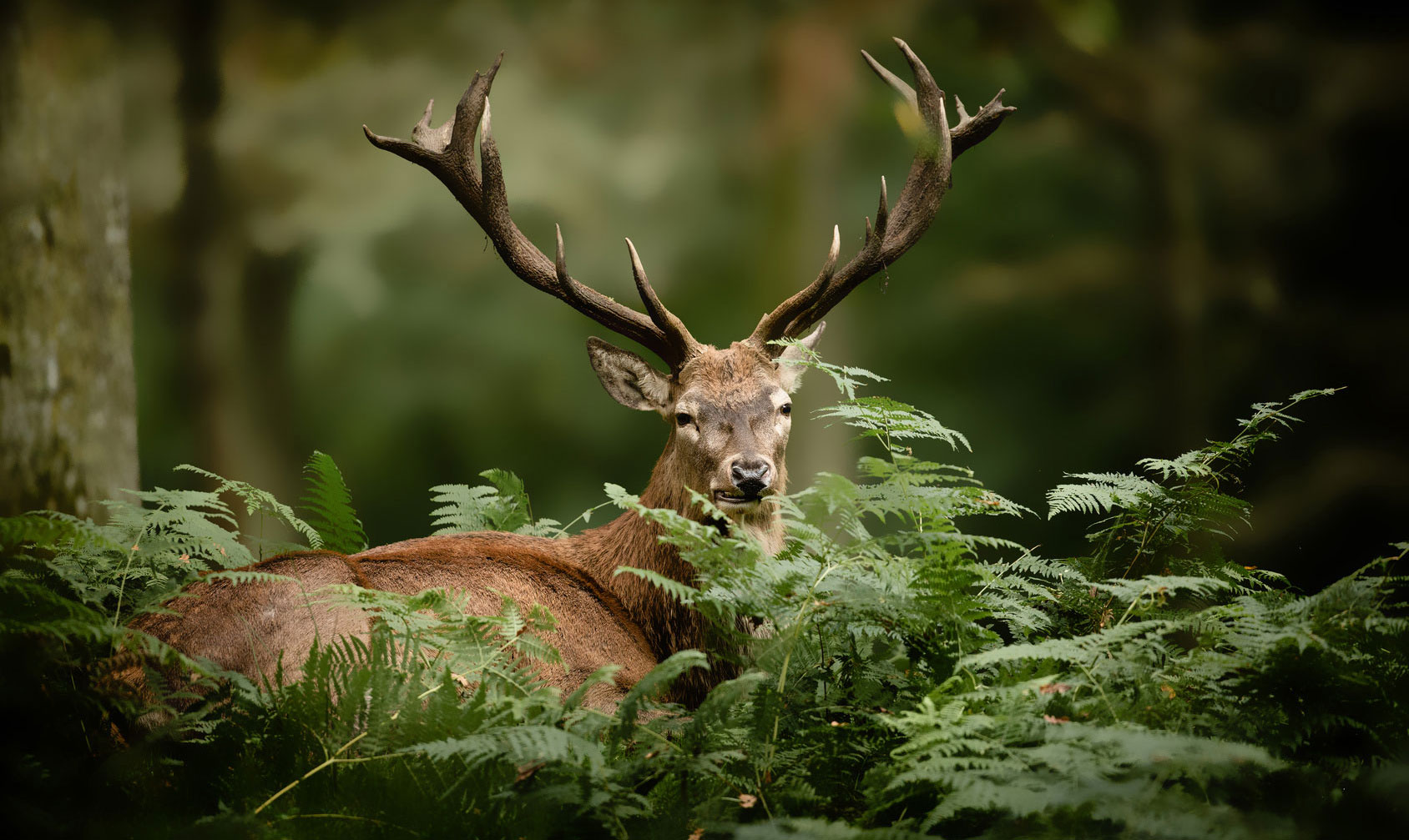 FACE is the Voice of European Hunters