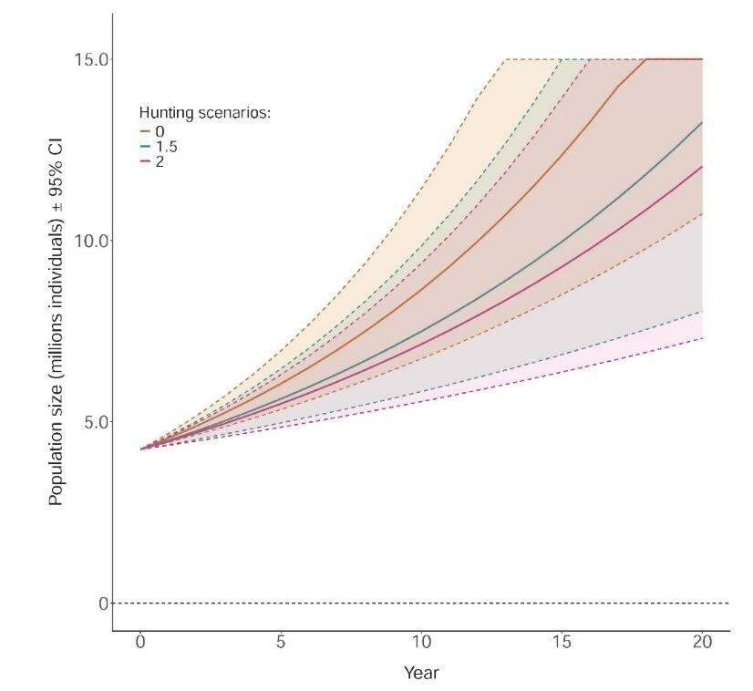 Projected Turtle Dove population trajectories in the Western flyway under different harvest rate scenarios