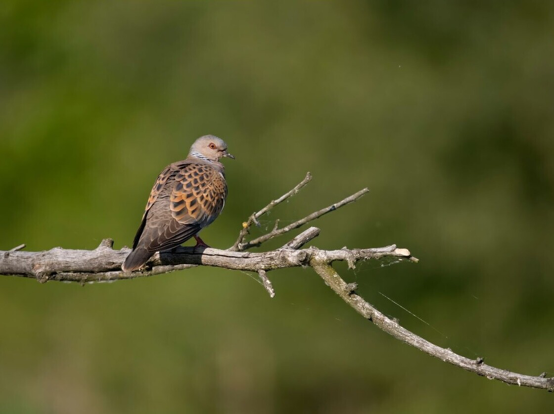 European turtle dove perched on a branch, cover image of the report