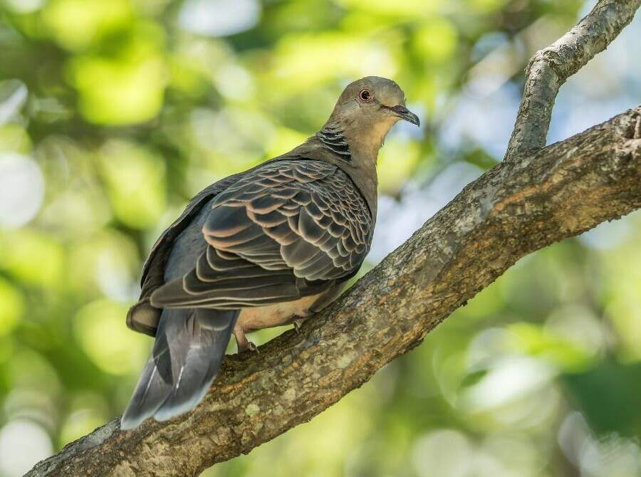 European turtle dove portrait, perched on a branch in foliage