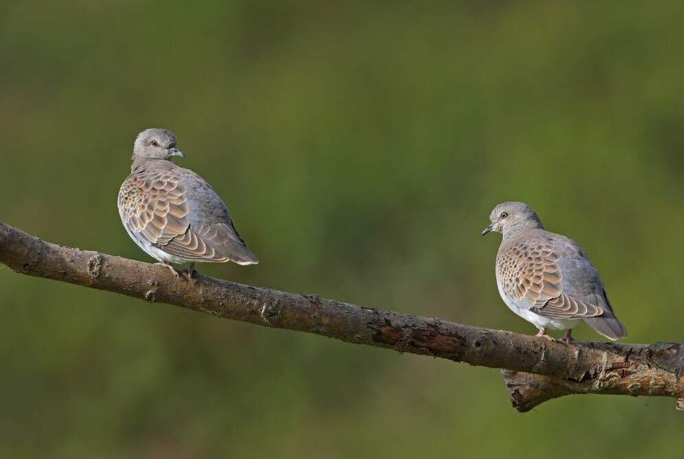 Two European turtle doves perched on a branch