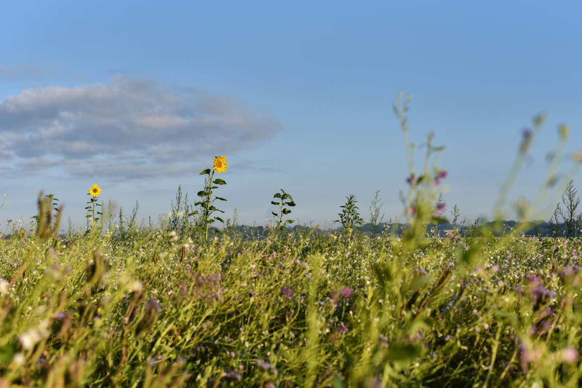Wildflower field restored as Turtle Dove habitat