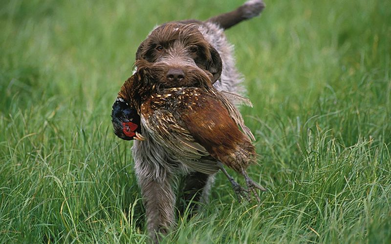 Hunting dog retrieving a pheasant in tall grass