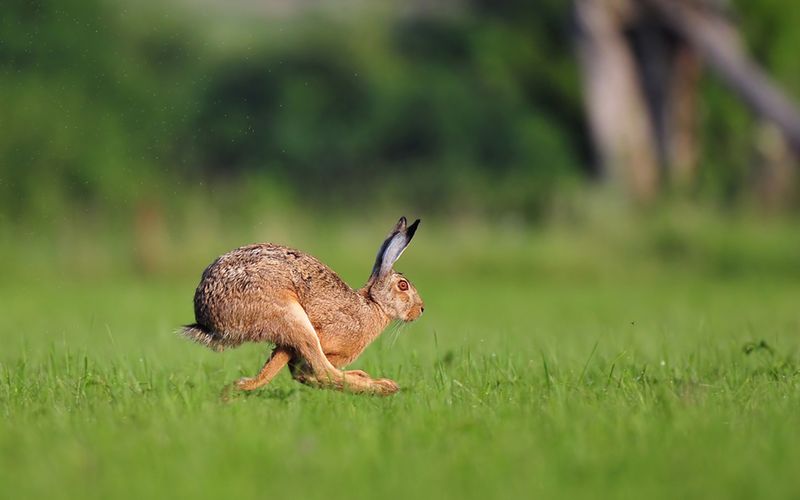 Brown hare running across a green meadow