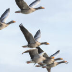 geese