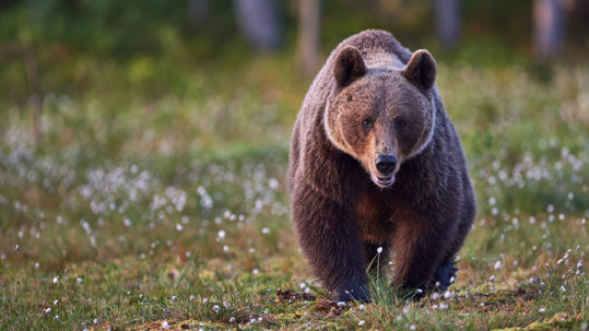 Bear
