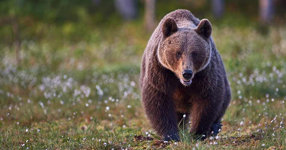 Bear