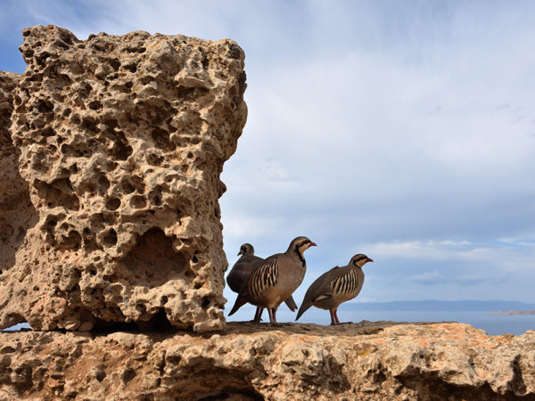 Rock-Partridge