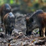 wild-boars-in-the-forest-PSTE93J