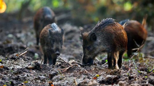 wild-boars-in-the-forest-PSTE93J