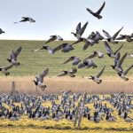 geese