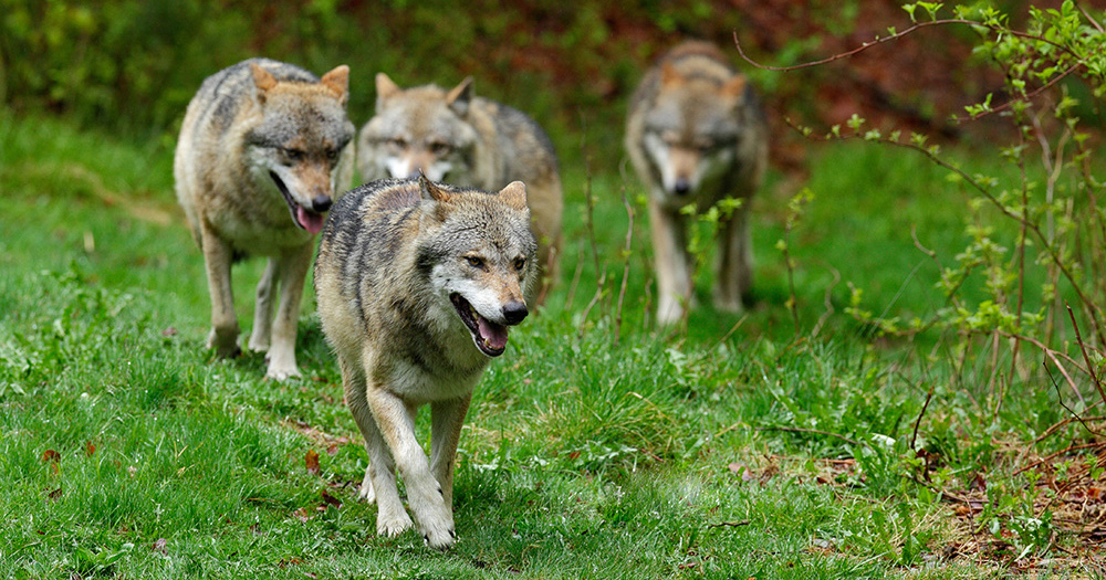 Face Is The Recovery Of Wolf In Europe Reflected By The Latest