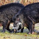 boar-3214069_1920