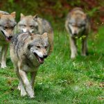 Wolf packs in forest. Gray wolf, Canis lupus, in the spring light, in the forest with green leaves. Wolf in the nature habitat. Wild animal in the orange leaves on the ground, Germany.