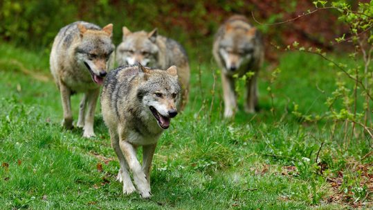 Wolf packs in forest. Gray wolf, Canis lupus, in the spring light, in the forest with green leaves. Wolf in the nature habitat. Wild animal in the orange leaves on the ground, Germany.