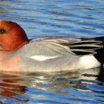 Eurasian wigeon crop