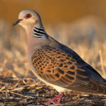 Turtle_Dove