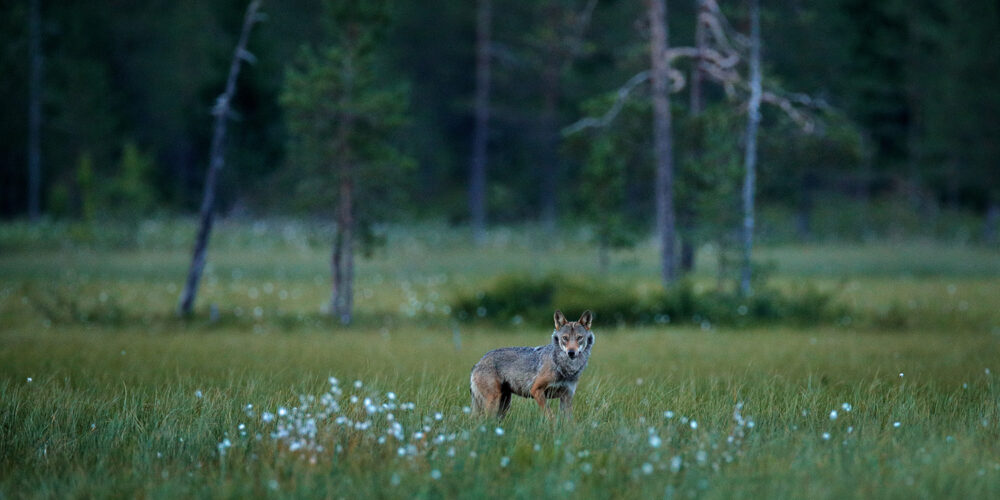 Grey_Wolf_Finland