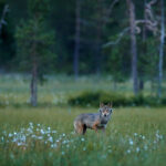 Grey_Wolf_Finland