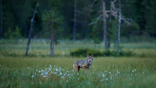 Grey_Wolf_Finland