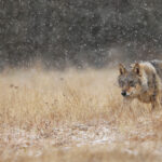 Wolf_EP_vote