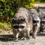 racoon dogo