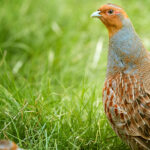 Grey_Partridge_2