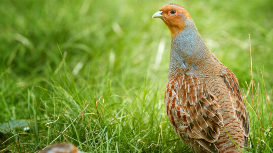 Grey_Partridge_2