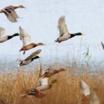 Mallards in flight – Crop