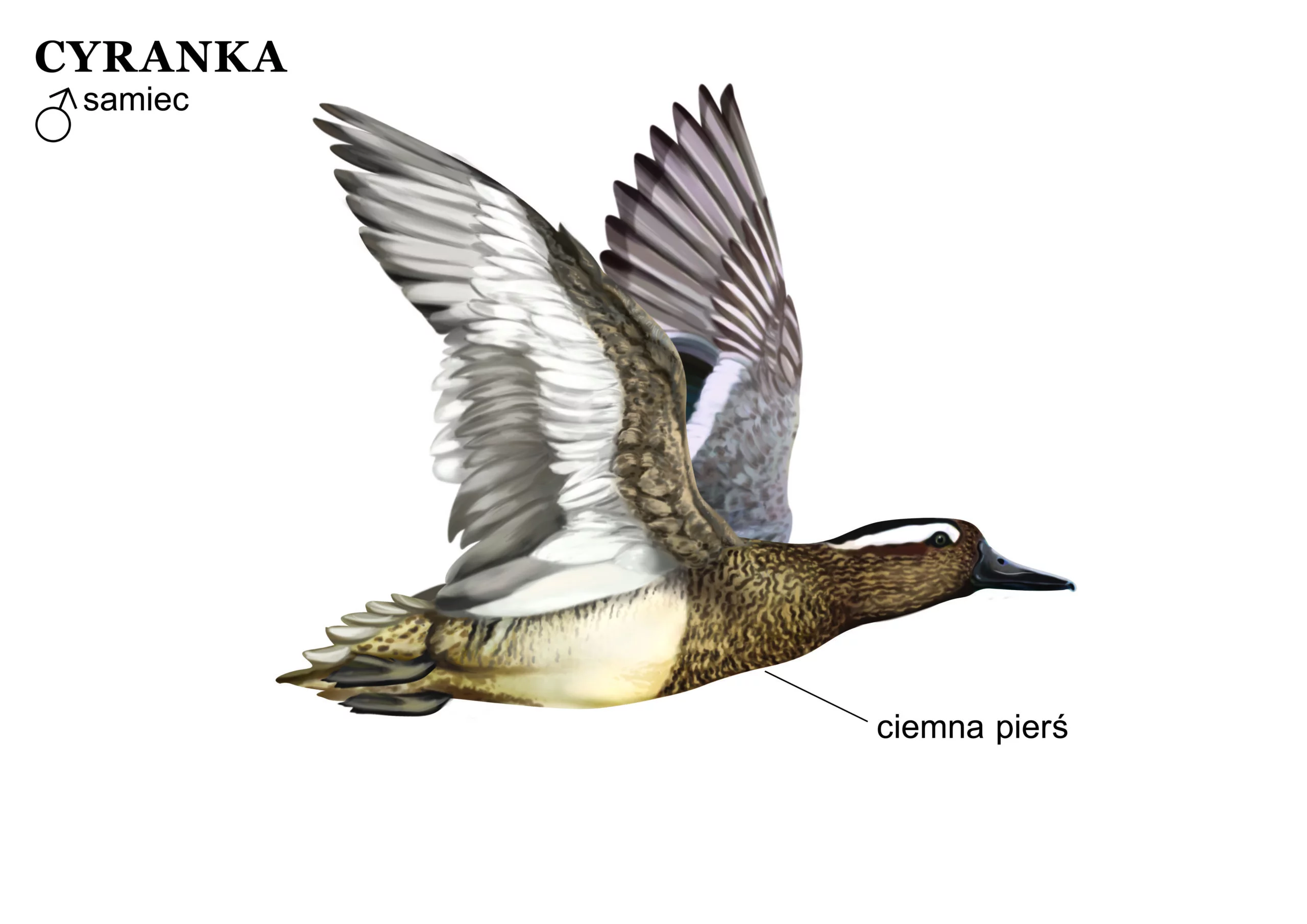 11 - PL - Bird ID website Garganey - Copy