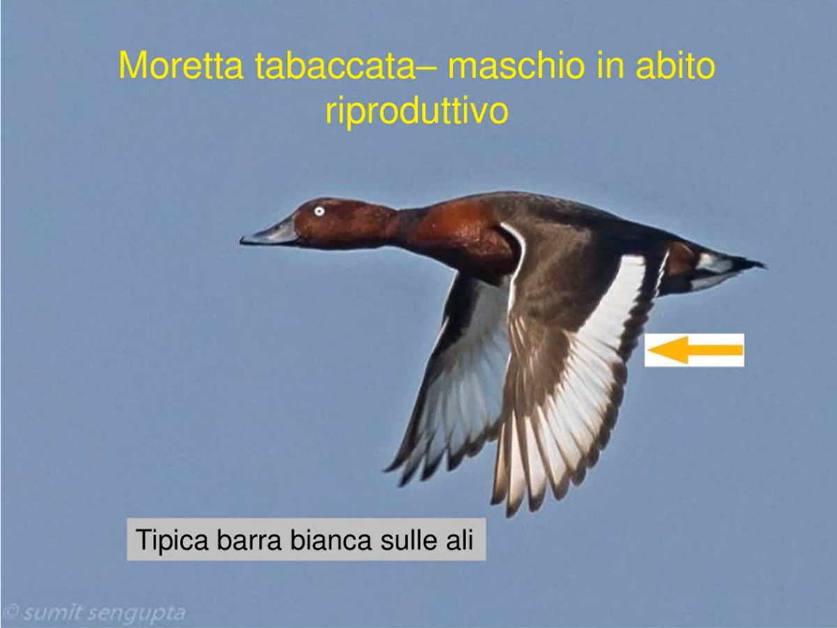 6---IT---Ferruginous-duck