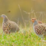 grey-partridge