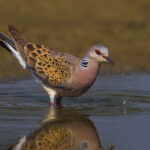 Turtle_Dove