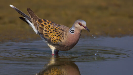 Turtle_Dove