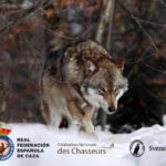 wolf-canis-lupus_jiri_hrebicek_mostphotos_2