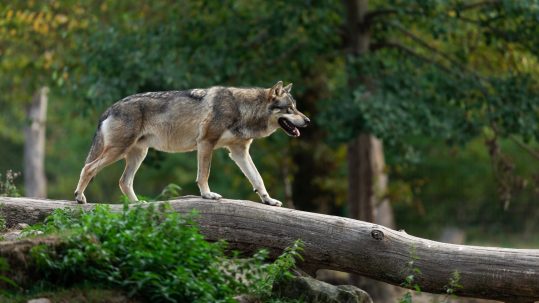 Wolf_2