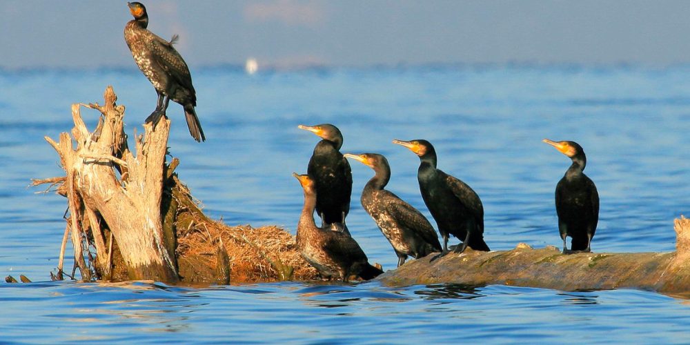 Cormorant