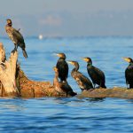 Cormorant
