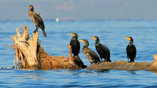 Cormorant