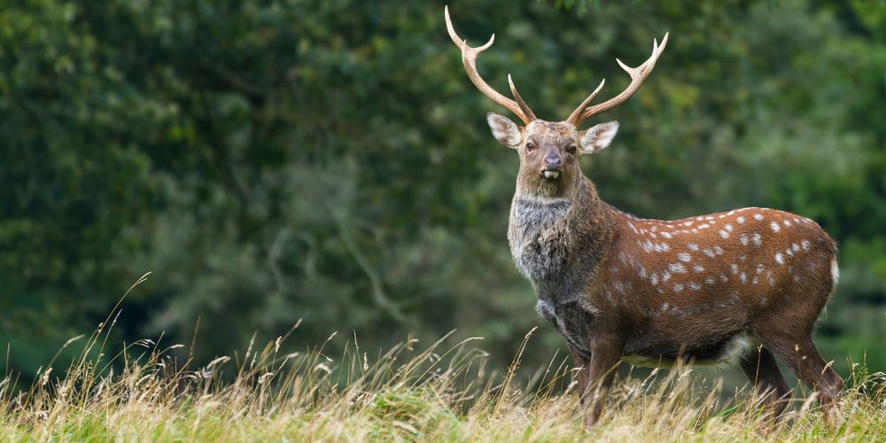 Sika_Deer