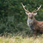 Sika_Deer