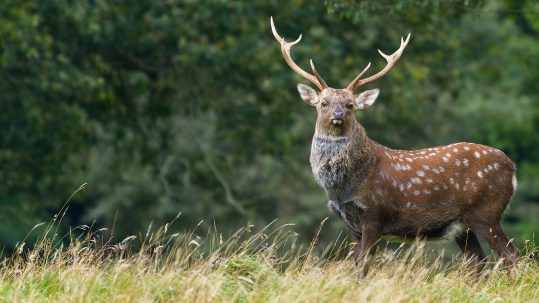 Sika_Deer