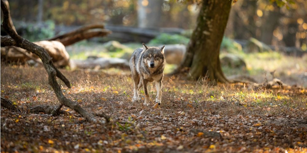 Wolf