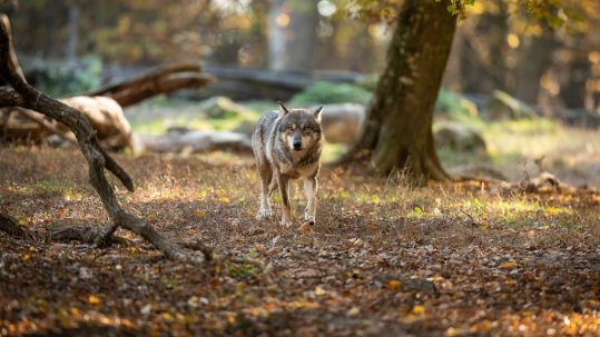 Wolf