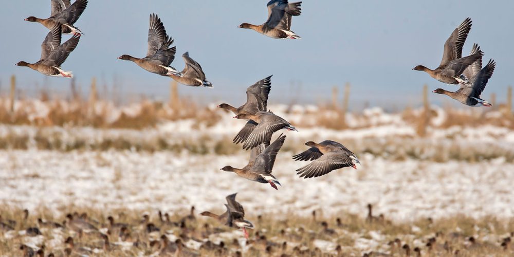 pink_footed_geese_john_anderson_homepage