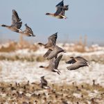 pink_footed_geese_john_anderson_homepage
