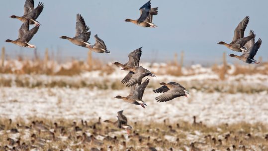 pink_footed_geese_john_anderson_homepage