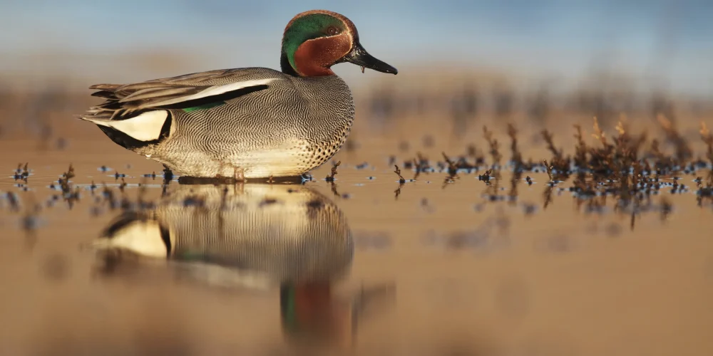 142993807-Species-Teal-MALE-sat-in-shallow-water