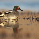 142993807-Species-Teal-MALE-sat-in-shallow-water