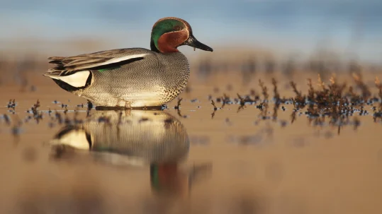 142993807-Species-Teal-MALE-sat-in-shallow-water